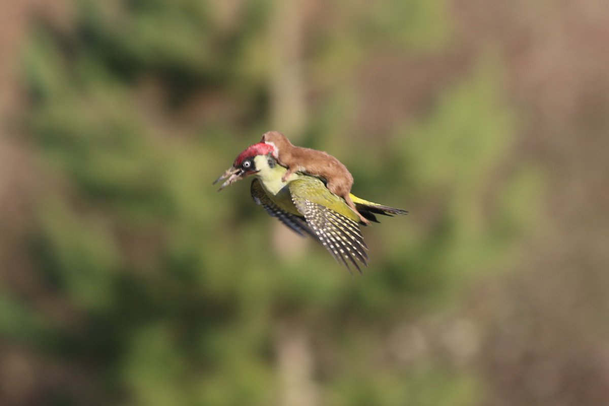 Weasel 'riding' a woodpecker